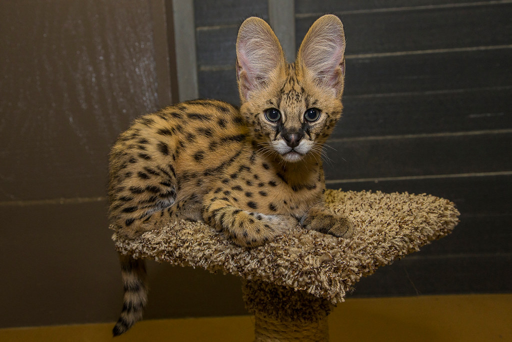 Serval Kitten