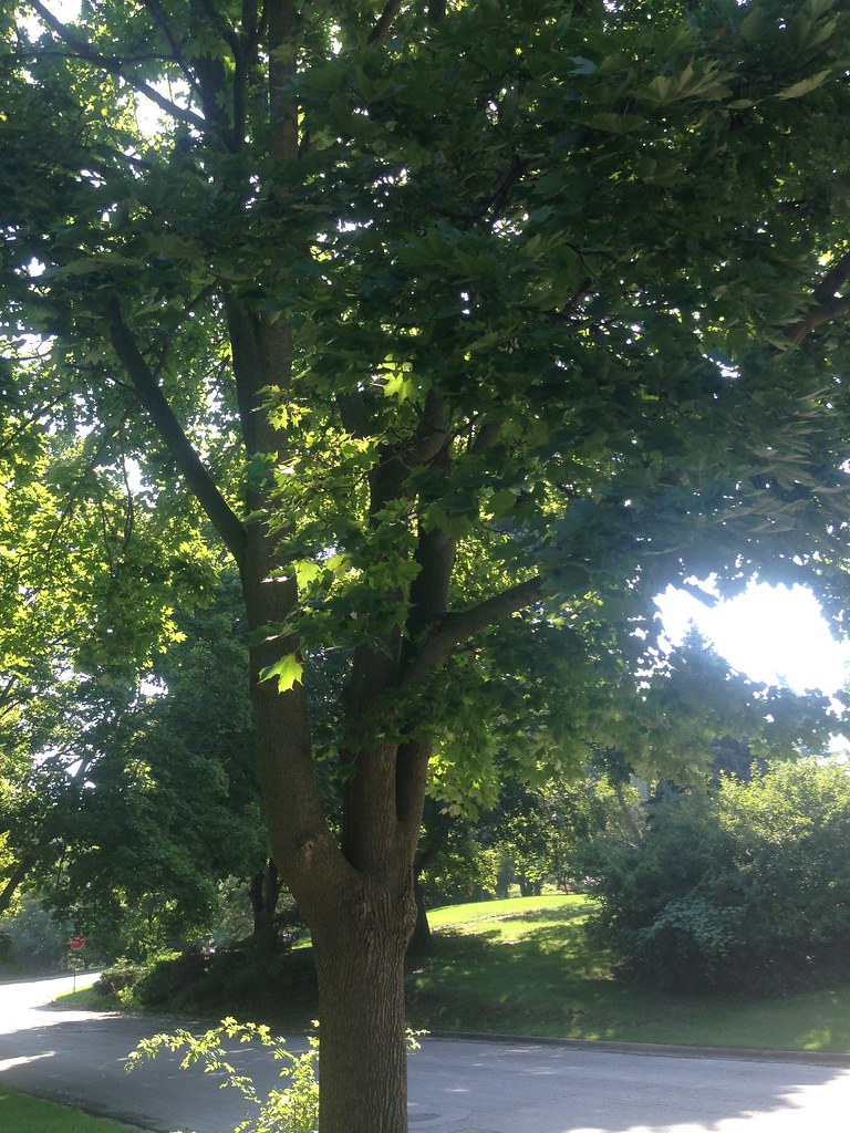 Autotroph Rose Lewis Flickr