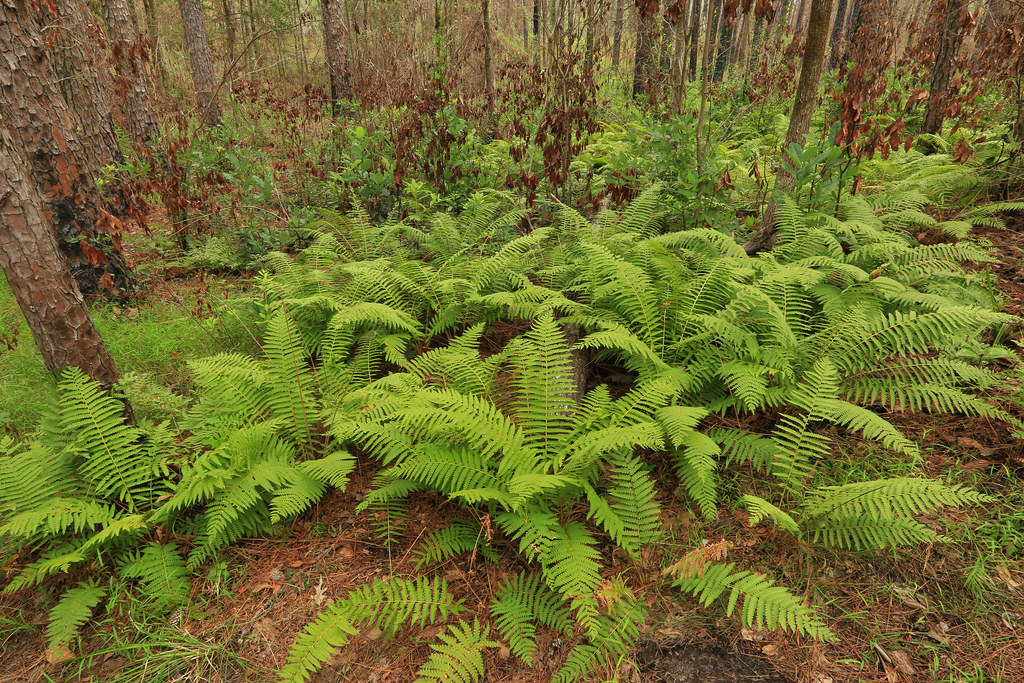 Osmundastrum cinnamomeum, Kisatchie Hills, Red Dirt Nation… Flickr