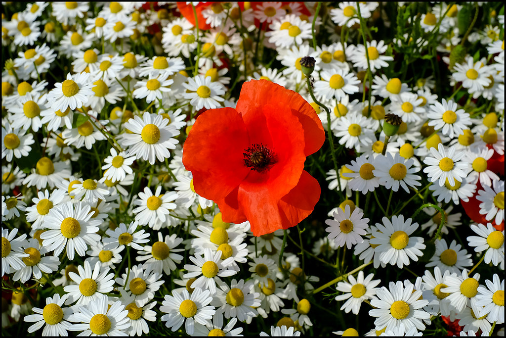 Wildflower meadows at Fir tree Farm, Billinge. The wildflo… Flickr