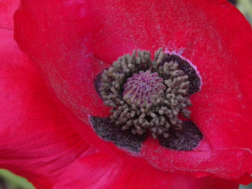 IMGP0560 Red poppy Francisco Jimenez Flickr
