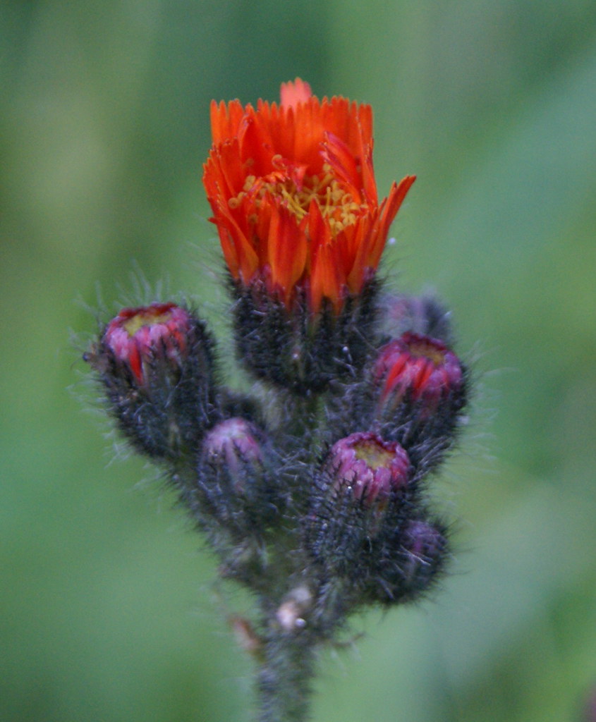 Devil's Paintbrush 365D 13/31 July Orange One of my favor… Flickr