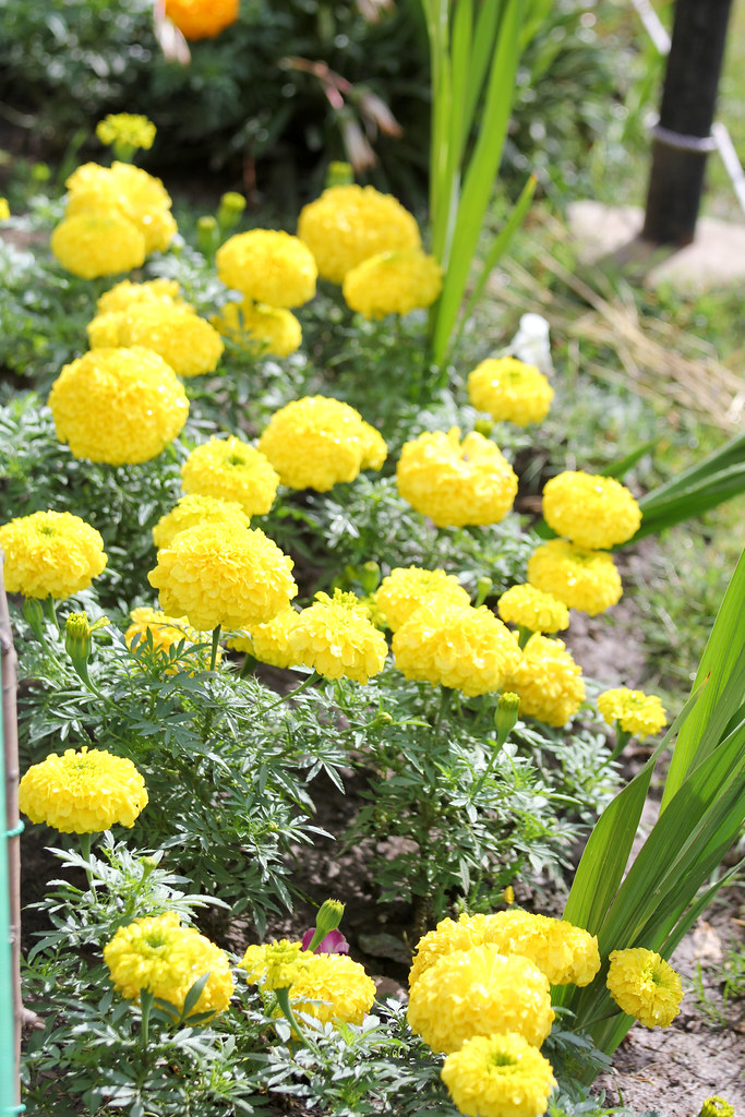 Kashmir's Flowers Seen at Pahalgam Preshit Deorukhkar Flickr
