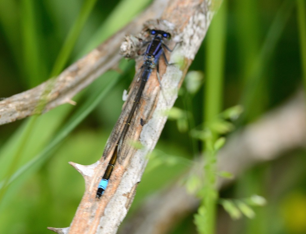 Lakes 17th June 2013 (15) Richard Farrow Flickr