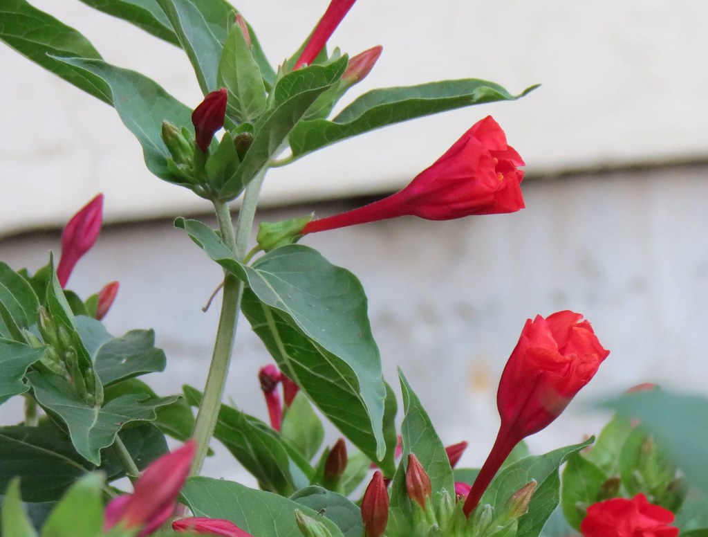 four o'clock flowers, pink Mirabilis jalapa (aka four o'cl… Flickr