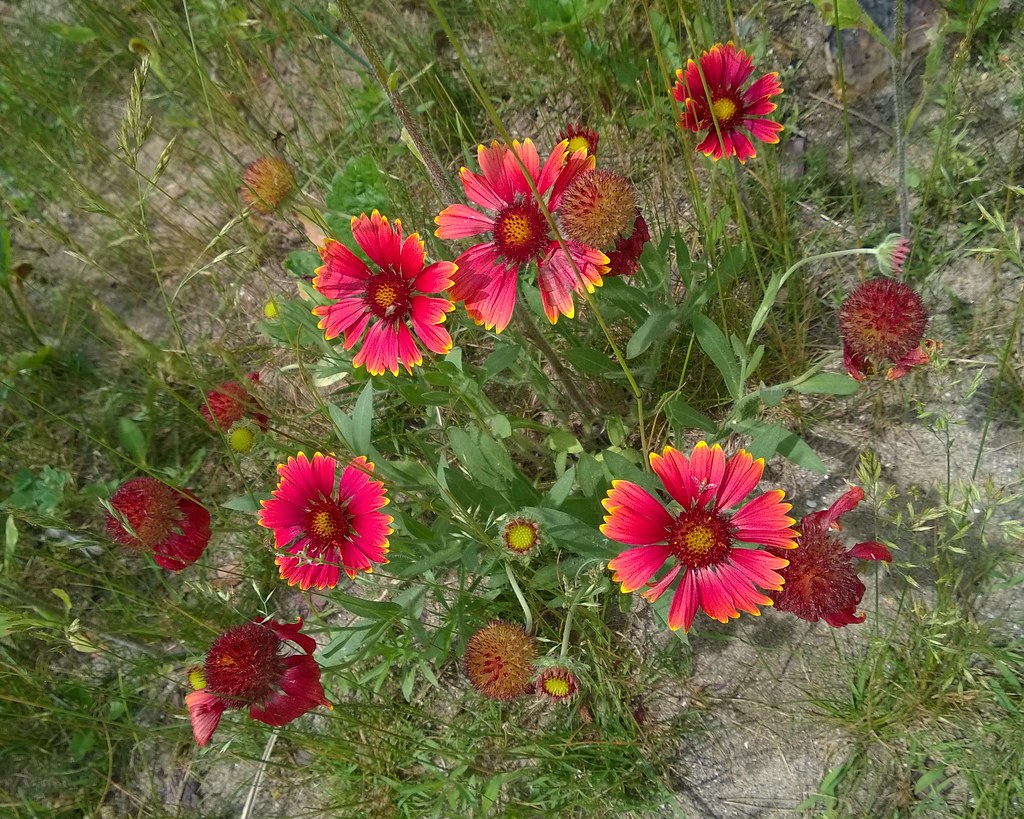 Gaillardia sp. Various stages of flowering. M Hector Flickr