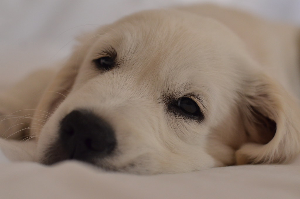 I'm bored Follow Ellie the Golden Retriever on Facebook Richard