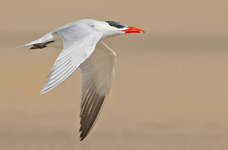 Caspian Tern / Hydroprogne caspia photo call and song