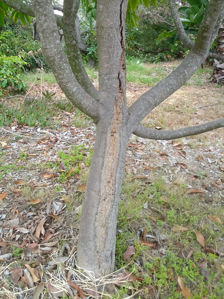 Mango (Mangifera indica) Stem canker and gummosis or resi… Flickr