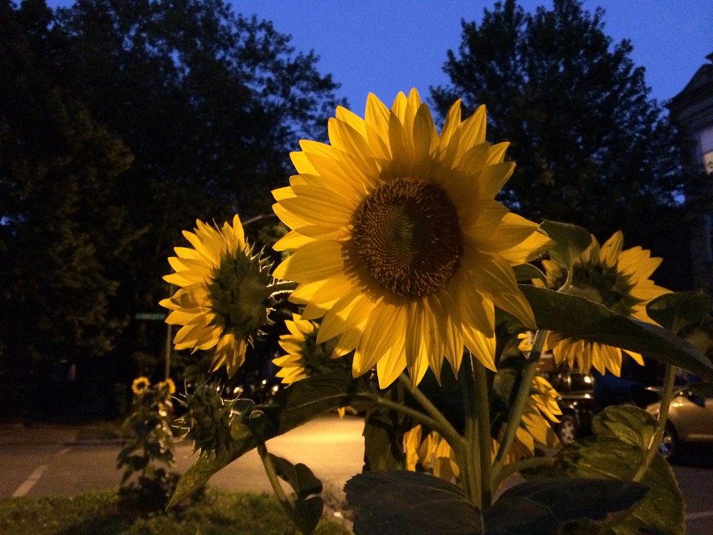 i shoot my sunflowers at night In Lincoln Square. Kevin Irvine Flickr