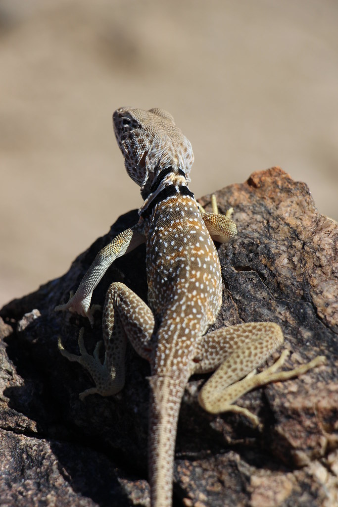 Great Basin Collared Lizard NPS/Cathy Bell Joshua Tree National Park Flickr