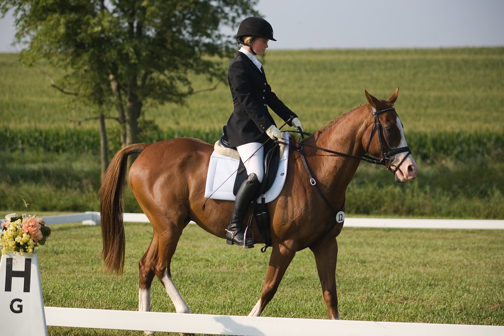 Dressage portraits from Catalpa Corner Horse Park's Augus… Flickr