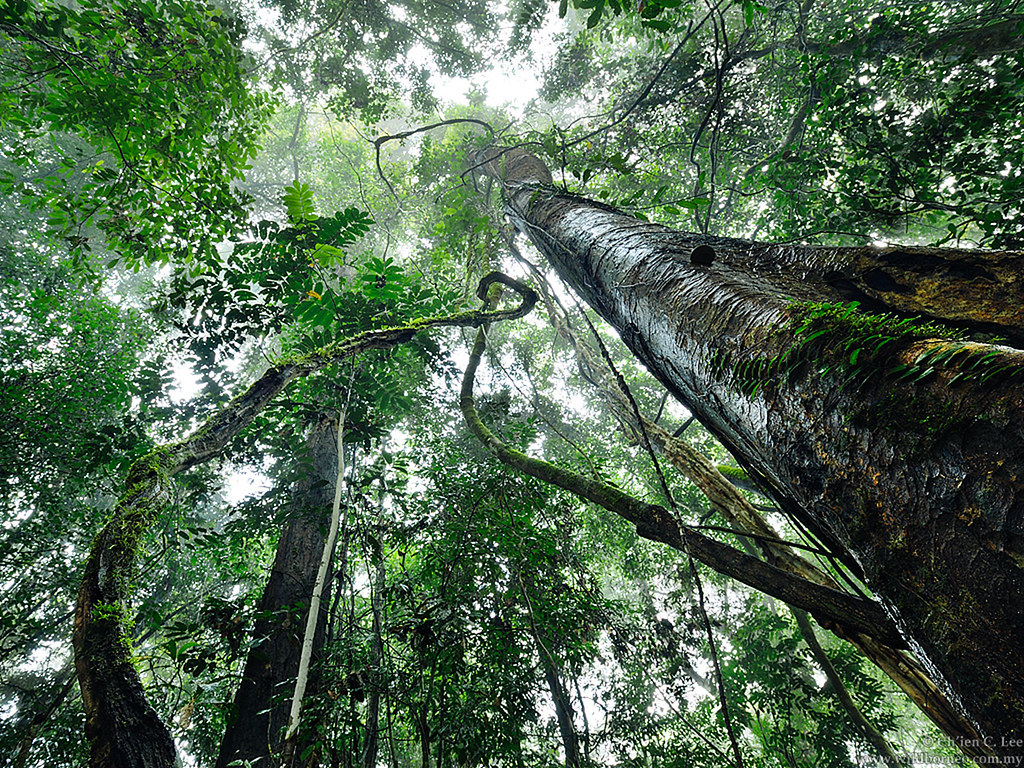 Tree canopy view Seedling's view of the forest. Photo cred… Flickr