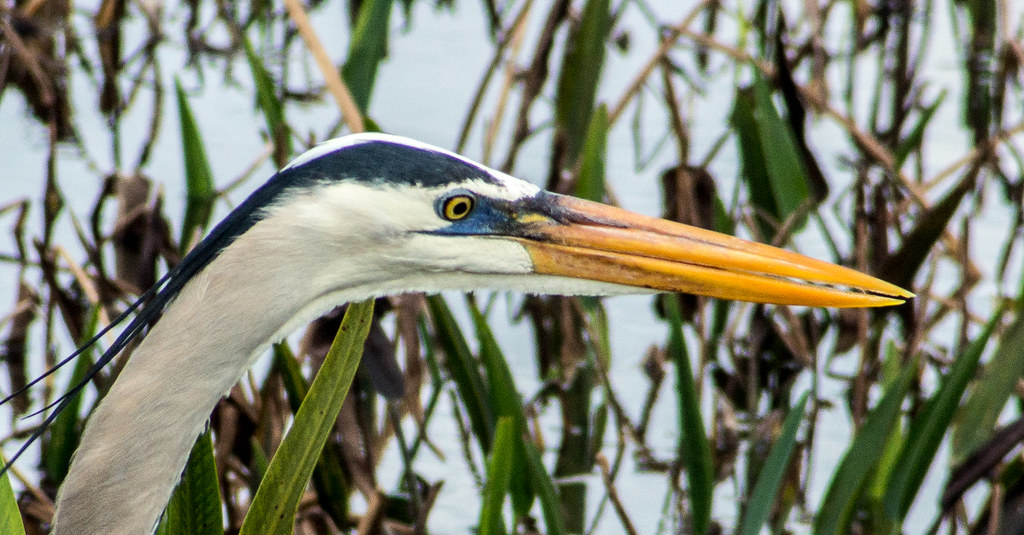 Great Blue Heron8 Brian Puttock Flickr