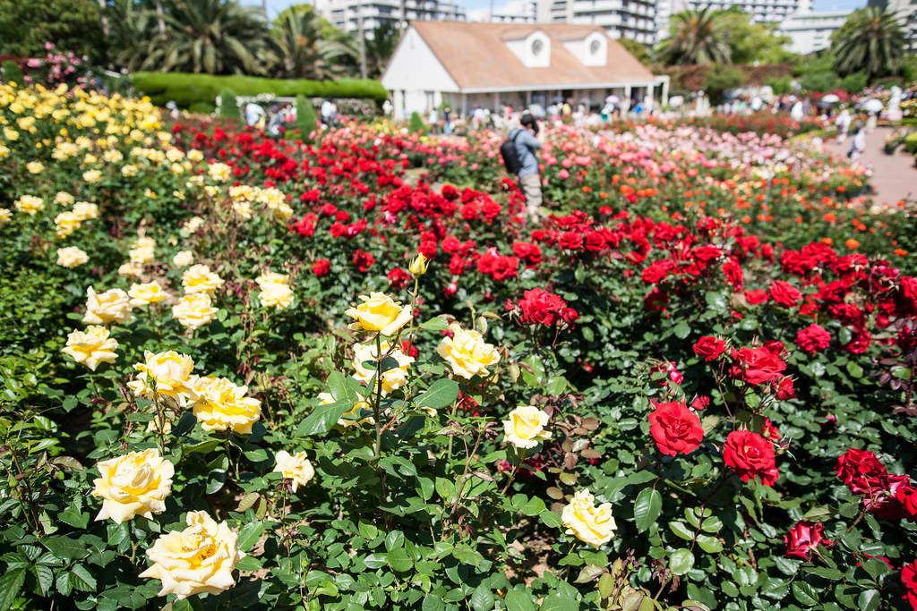 20140517_yatsurosegarden_068 Toshiaki NANBA Flickr