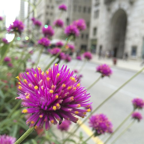 Purple flowers on Michigan Avenue median in Chicago Flickr