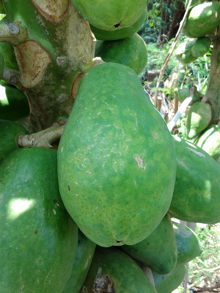 Papaya ringspot, caused by Papaya ringspot virus (PRSV) Flickr