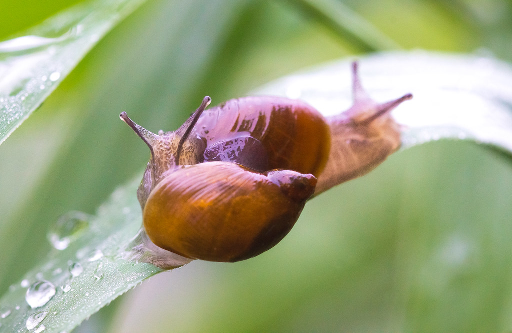 How do snails make love??? Yes... veeeeery slooowly ) Flickr