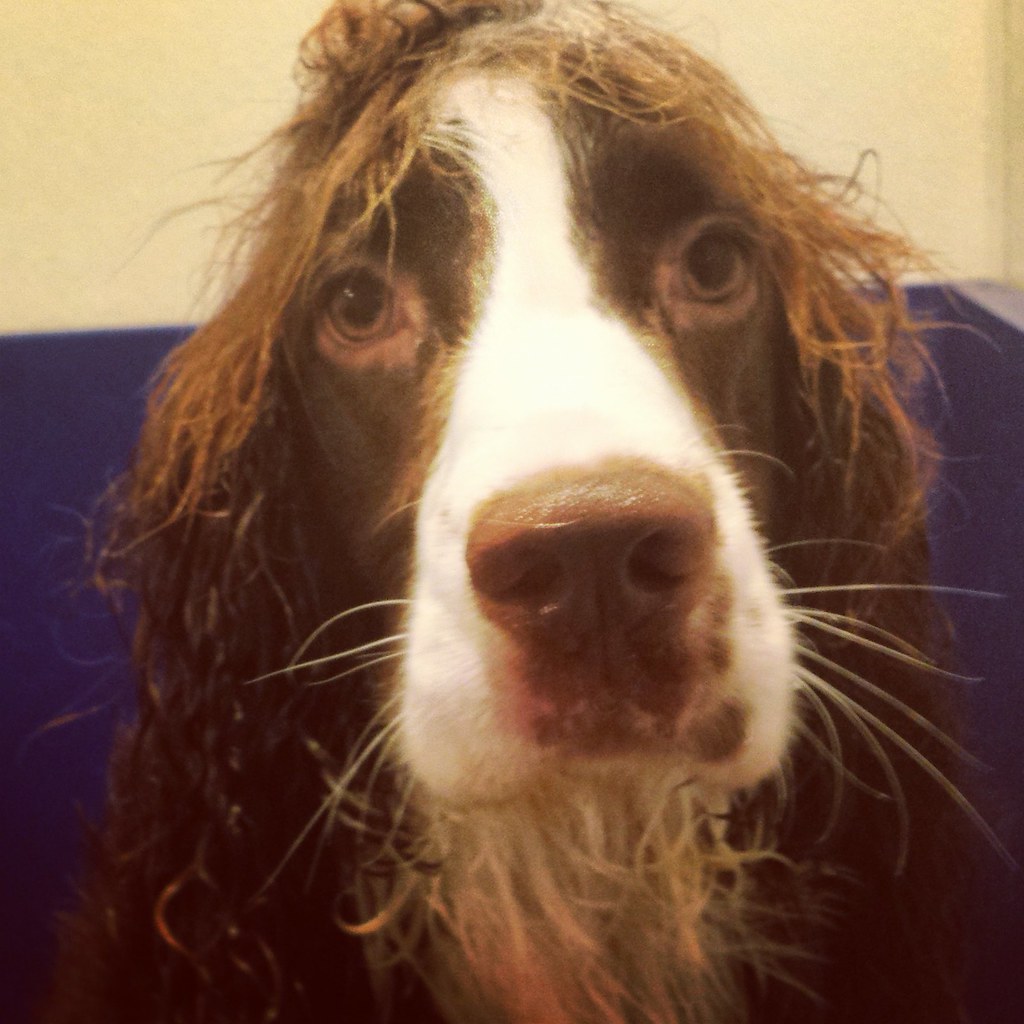 Untitled Sydnee's Pet Grooming Flickr