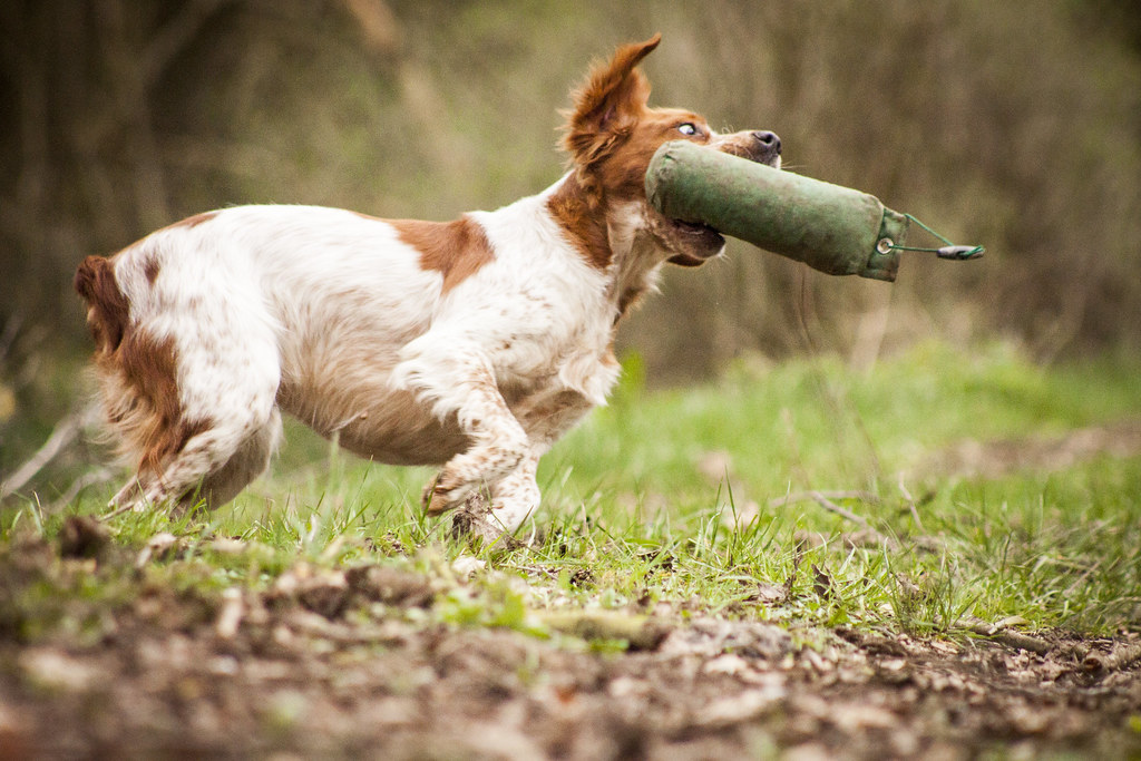 HPR, Gun Dog Training, Dymock Gun Dog Training (HPR Traini… Flickr
