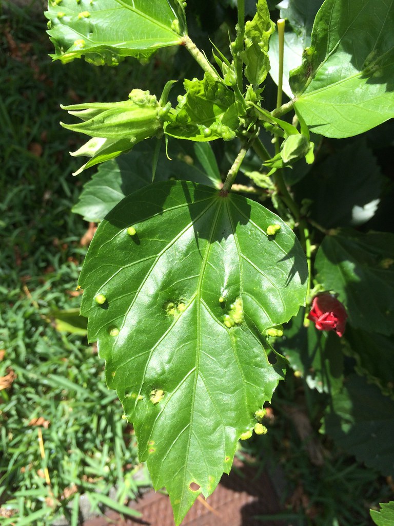 Hibiscus erineum mite a photo on Flickriver