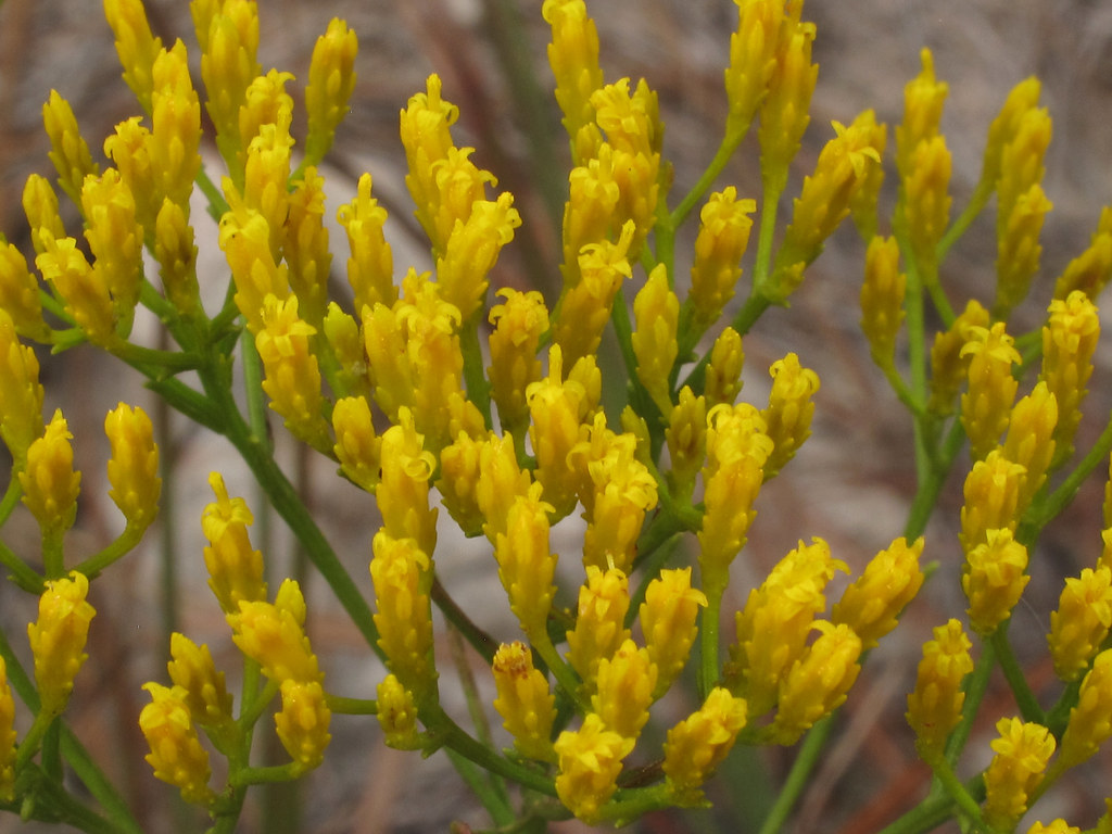 Bigelowia nuttallii, Pinus palustris Forest, Kisatchie Hills, Red Dirt