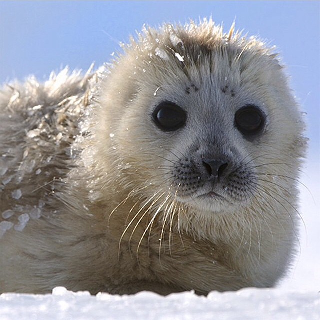 Ringed seal pup, only a few hours old Photography by fr… Flickr