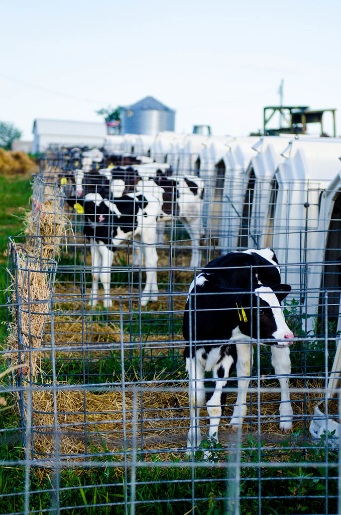 Foremost Dairy Cows_06252014_0001 Dairy cows in the pastur… Flickr