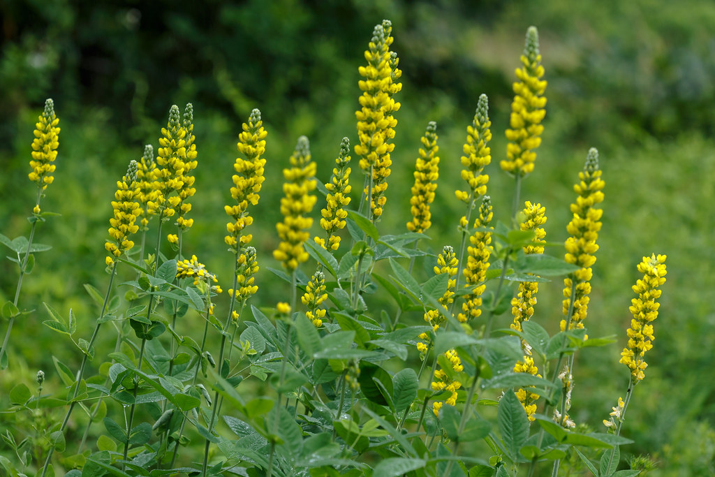 Thermopsis caroliniana (Carolina lupine) The expanded Mead… Flickr