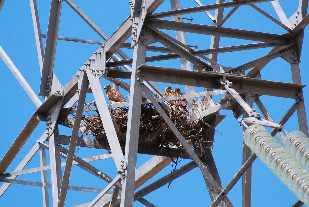 Ferruginous Hawk nest Taken at Swan Falls Dam on June 13, … Flickr
