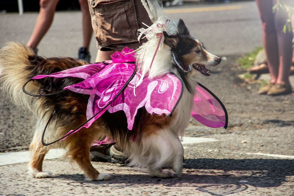 2014_Overlook_Street_Fair_Dog_Costume_Contest_26 Summer 20… Flickr