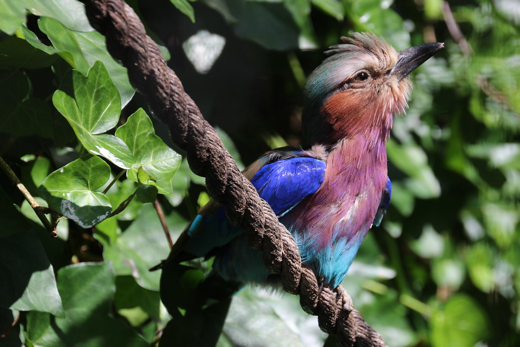 Lotherton Hall, Leeds Bird Garden idb1979 Flickr