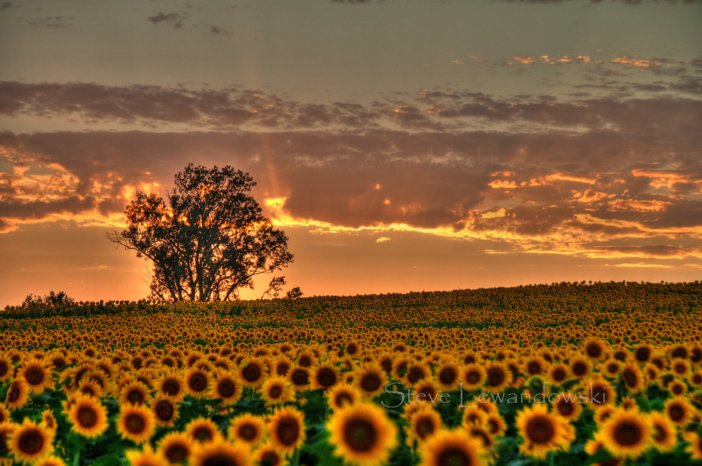 HDR Sunflowers Grinter Farms Lawrence, KS Steve Lewandowski Flickr