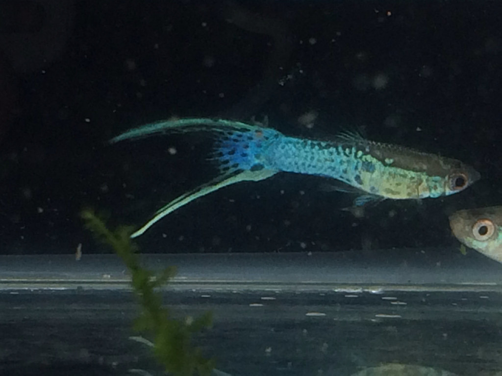 Japan blue lace doublesword guppy. Facebook tarotlsyahoo… Flickr
