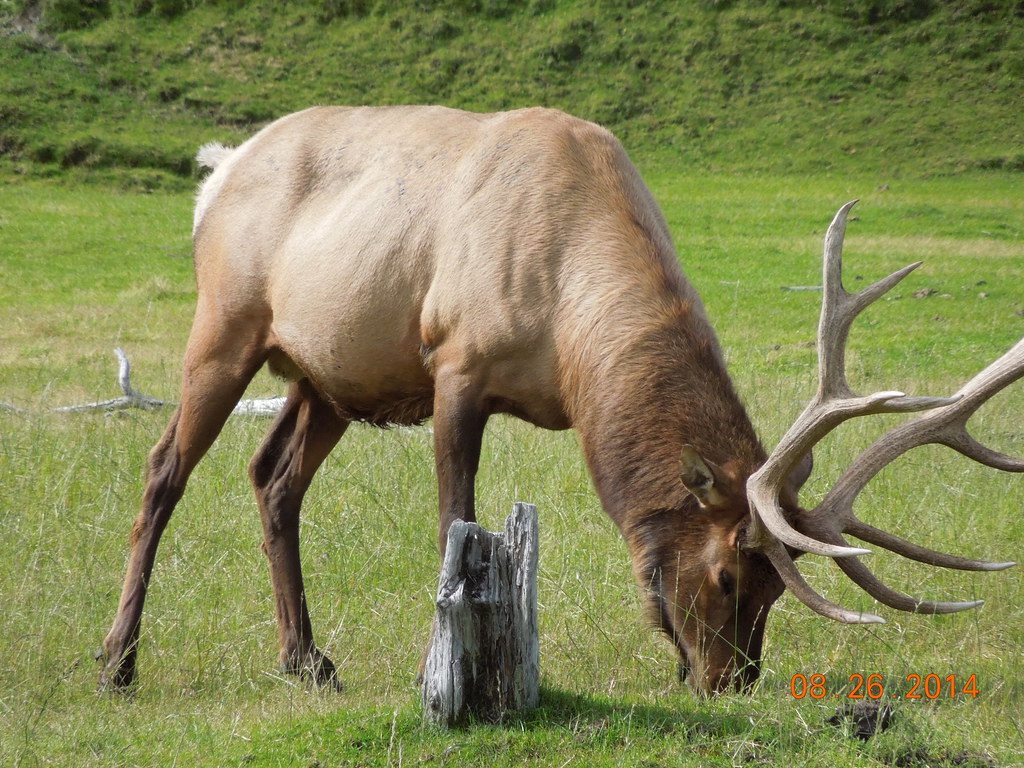 Elk Alaska Wildlife Conservation Center at Portage, AK skipants60