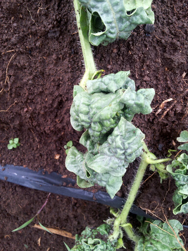 Watermelon ('Sugar Baby') Leaf curling and wrinkling due … Flickr