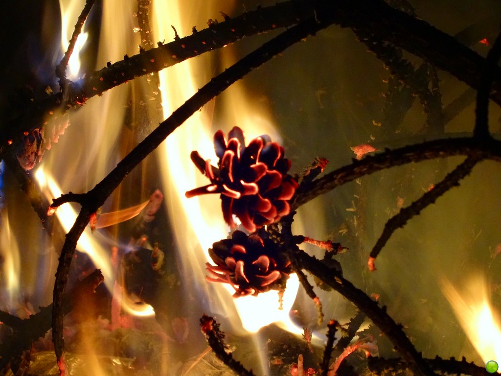 Burning Pine cones are one of the best burning materials f… Flickr