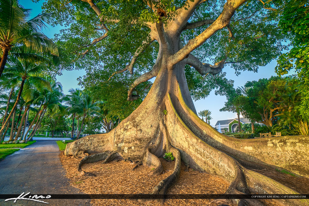 Large Kapok Tree Palm Beach Island HDR image tone mapped i… Flickr