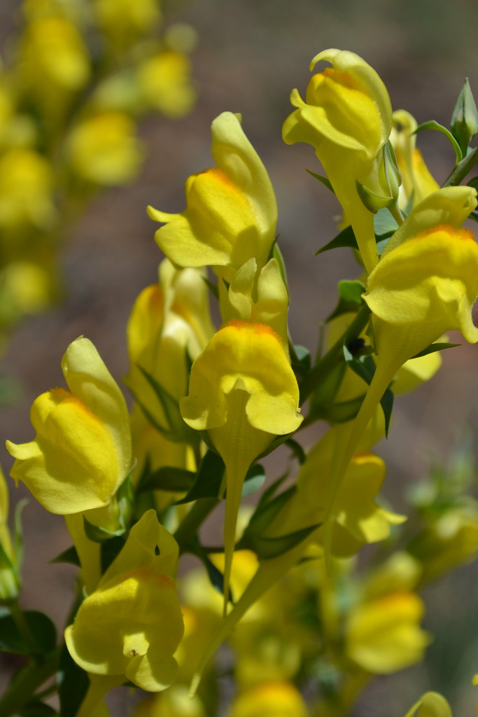 Butter and Eggs or Common Toadflax(Linaria vulgaris) Flickr