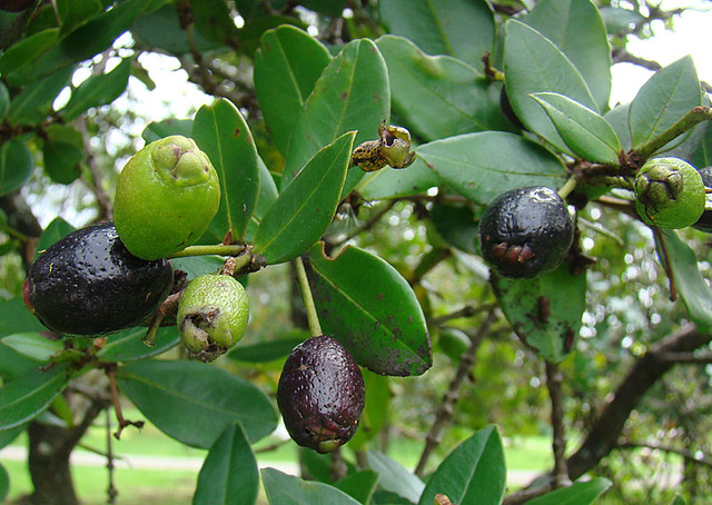 Myrcianthes rhopaloides, fruit An aromatic tree known as A… Flickr