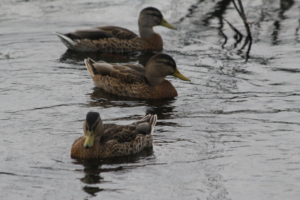 ID? Essex Woods, Bangor, Maine The yellow bill makes me be… Flickr