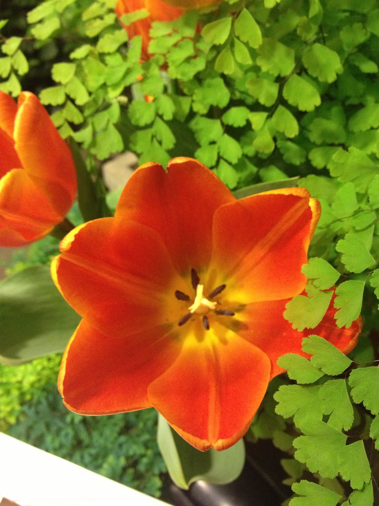 Chelsea Garden Show zacktravels Flickr