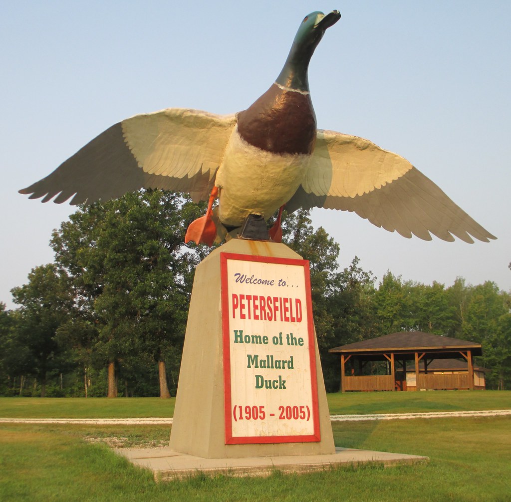 Giant Mallard Duck (Petersfield, Manitoba) Petersfield is … Flickr
