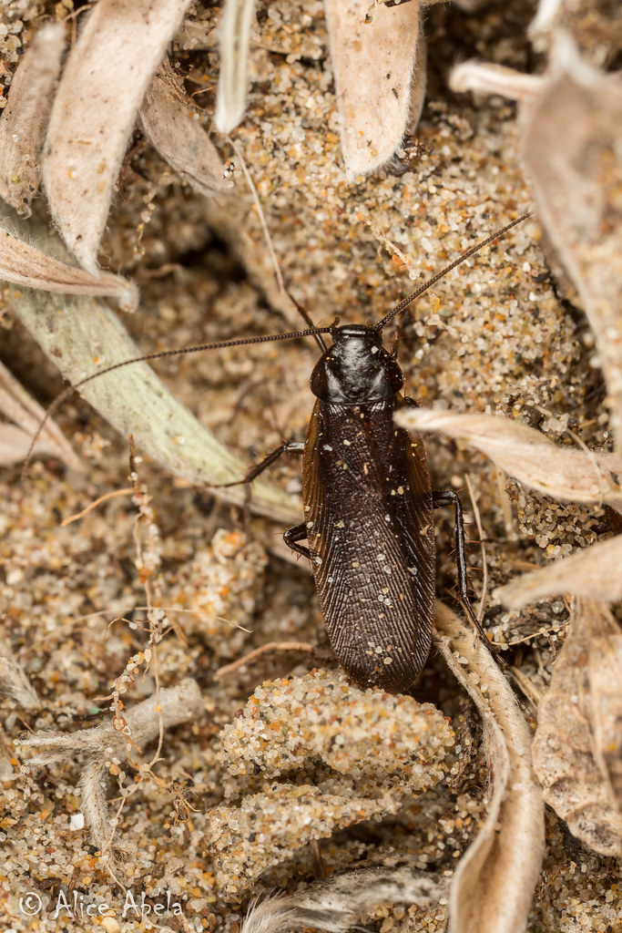 Wood Cockroach (Parcoblatta americana) Male Montaña de O… Flickr