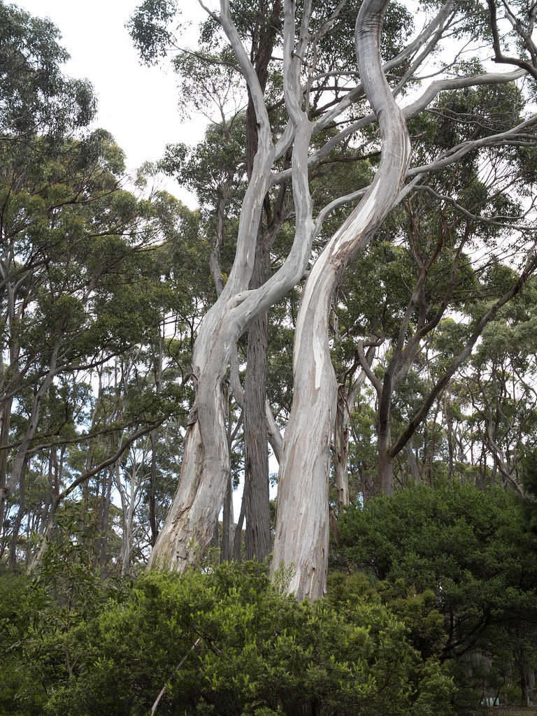 Gum trees, Tasman National Park, Tasmania Tasman National … Flickr