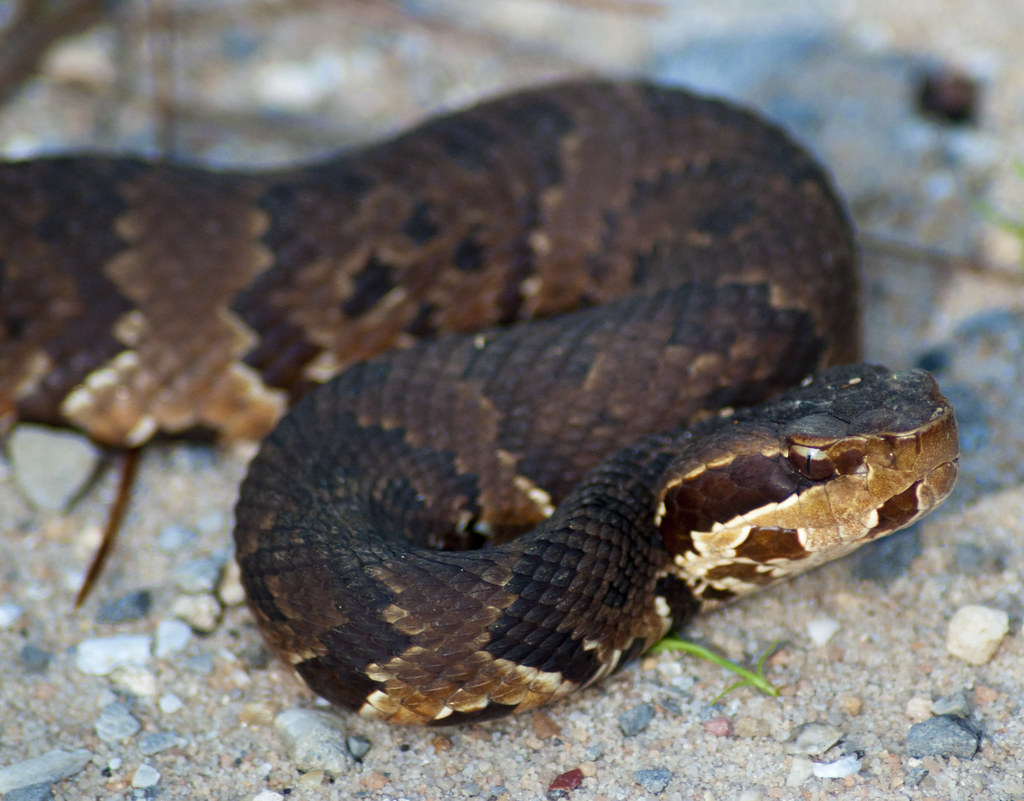 Water Moccasin (Agkistrodon piscivorus) A Water Moccasin (… Flickr