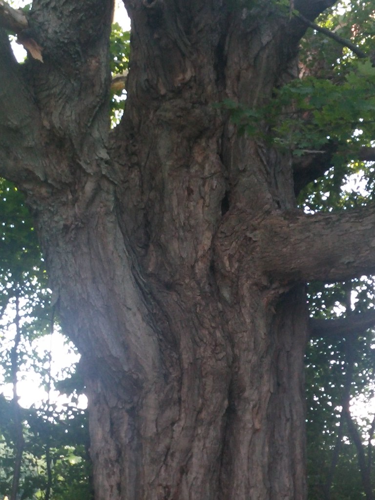 Beaver Meadow North Java, NY Debi Johnson Flickr
