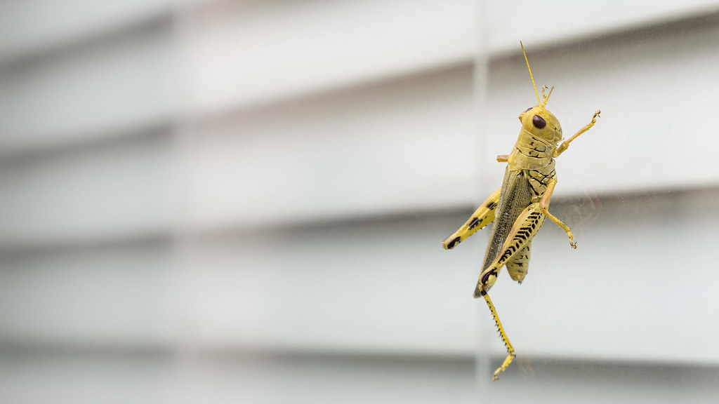 on a Window Olympus digital camera Flickr