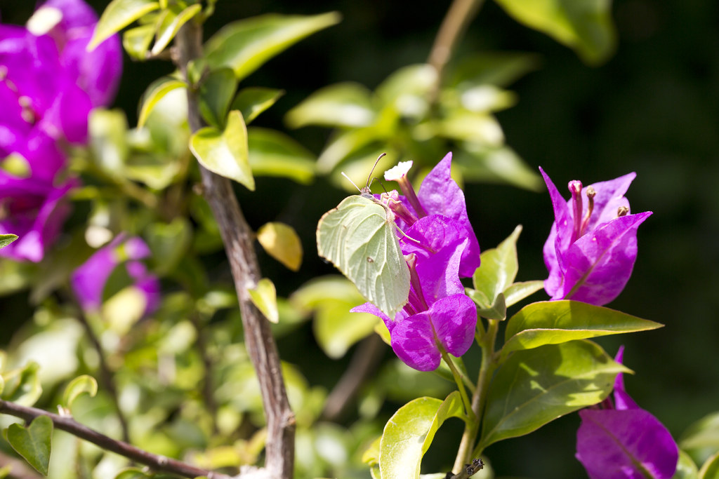 Bougainvillea with Butterfly prilfish Flickr