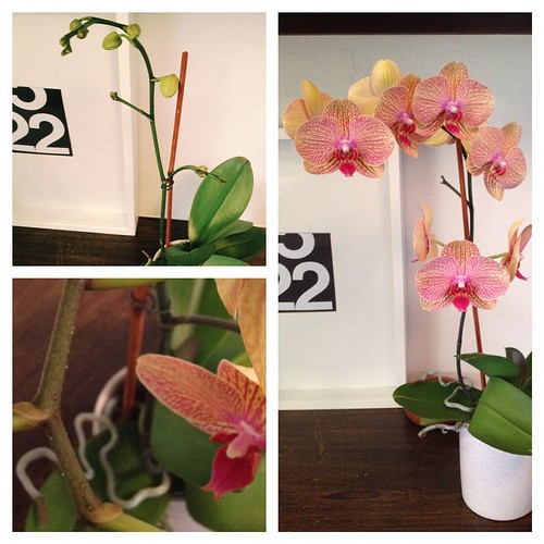 My first orchid re bloom. Before, after, and close up of "… Flickr